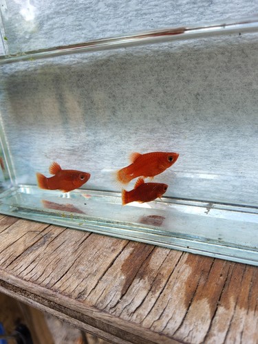 Male dwarf red - red, coral
