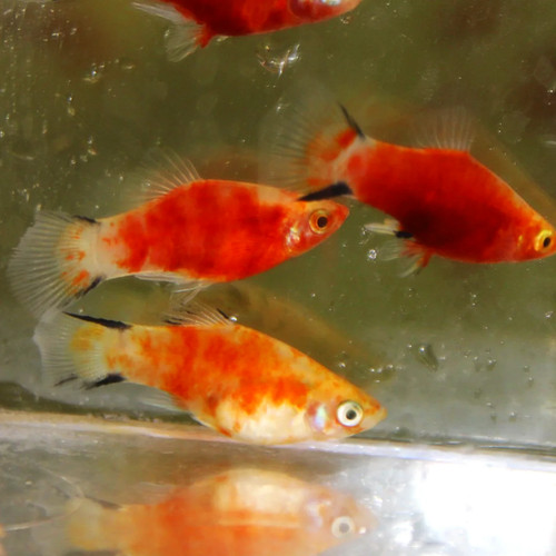 Red tiger comet platy fish - red,